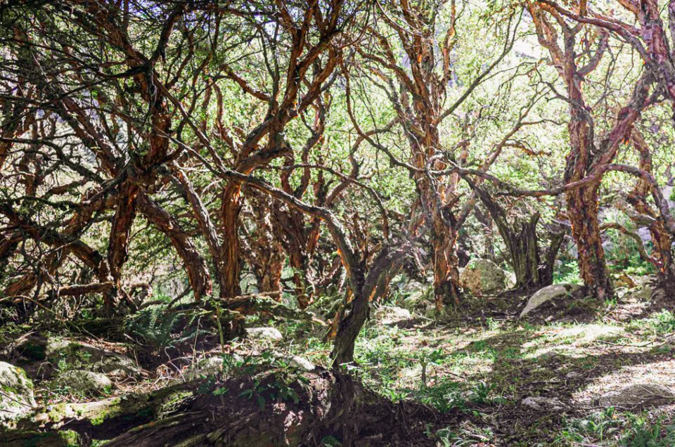 Un Bosque Mágico, camino al Cerro Champaquí